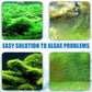 🎁 Hot Sale 49% OFF 🔥Effective Algae Control for Aquarium