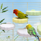 📢📢50% OFF !! ⏰Cute Cloud-Shaped Bird Perch Platform
